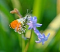 Anthocharis cardamines with hyacinthus, the orange tip, aurora Royalty Free Stock Photo