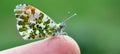 Anthocharis cardamines male, the orange tip, aurora Royalty Free Stock Photo