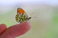 Anthocharis cardamines male, the orange tip, aurora Royalty Free Stock Photo