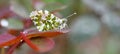 Anthocharis cardamines male, the orange tip, aurora Royalty Free Stock Photo