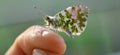 Anthocharis cardamines male, the orange tip, aurora