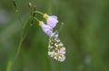 Anthocharis cardamines, the orange tip, is a butterfly in the family Pieridae