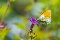 Anthocharis cardamines Orange tip male butterfly feeding on pink flower Royalty Free Stock Photo