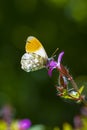Anthocharis cardamines Orange tip male butterfly feeding on pink flower Royalty Free Stock Photo
