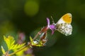 Anthocharis cardamines Orange tip male butterfly feeding on pink flower Royalty Free Stock Photo