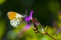 Anthocharis cardamines Orange tip male butterfly feeding on pink flower Royalty Free Stock Photo