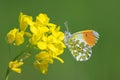 Anthocharis cardamines Orange tip male butterfly feeding on rapeseed flowers