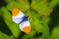 Anthocharis cardamines Orange tip male butterfly resting in sunlight