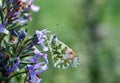 Anthocharis cardamines on the Rosmarinus, the orange tip, aurora Royalty Free Stock Photo