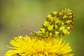 Anthocharis damone , The eastern orange tip butterfly