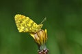 Anthocharis damone , The eastern orange tip butterfly