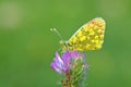 Anthocharis damone or The eastern orange tip butterfly