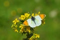 Anthocharis gruneri , Gruner`s orange tip butterfly , butterflies of Iran