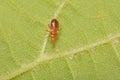 A macro image of  an Anthocoris nemorum nymph Royalty Free Stock Photo