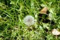 Anthodium of a dandelion Royalty Free Stock Photo