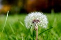 Anthodium of a dandelion Royalty Free Stock Photo