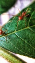 Anthology, ants on Leaves Royalty Free Stock Photo