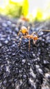 Anthology of Ants Royalty Free Stock Photo