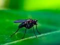 The Anthomyiidae are a large and diverse family of Muscoidea flies. Most look rather like small houseflies,in indian village