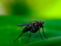 The Anthomyiidae are a large and diverse family of Muscoidea flies. Most look rather like small houseflies,in indian village