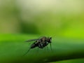 The Anthomyiidae are a large and diverse family of Muscoidea flies. Most look rather like small houseflies,in indian village