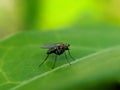 The Anthomyiidae are a large and diverse family of Muscoidea flies. Most look rather like small houseflies,in indian village