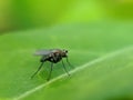 The Anthomyiidae are a large and diverse family of Muscoidea flies. Most look rather like small houseflies,in indian village