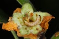 Anthonomus pomorum or the apple blossom weevil is a major pests of apple trees Malus domestica.