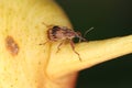 Anthonomus pomorum or the apple blossom weevil is a major pests of apple trees Malus domestica.