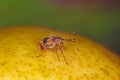 Anthonomus pomorum or the apple blossom weevil is a major pests of apple trees Malus domestica.