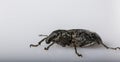 Anthonomus pomorum black-winged beetle. Pest, destroys the harvest of the sheep