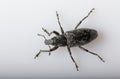 Anthonomus pomorum black-winged beetle. Pest, destroys the harvest of the sheep