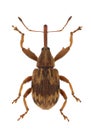 Anthonomus rectirostris