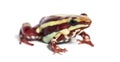 Anthony`s poison arrow frog, Epipedobates anthonyi