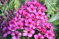 Anthony Waterer Spirea flowers in blooming