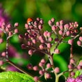 Closeup lady bug on buds of anthony waterer spirea bumalda pink flowering bush masthead text area square Royalty Free Stock Photo