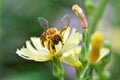 Anthophila bee working on the yellow flower of lactuca canadensis Royalty Free Stock Photo