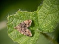 Anthophila fabriciana, aka the Nettle tap moth. Royalty Free Stock Photo