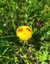 Anthophila. Taraxacum. Insect and flowers. Royalty Free Stock Photo