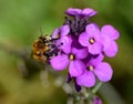 Hairy footed flower bee Royalty Free Stock Photo