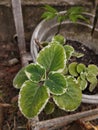 anthophyta. beautiful plant leaves in pots.