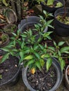 anthophyta. beautiful plant leaves in pots.