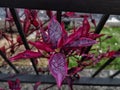 anthophyta. beautiful plant leaves in pots.