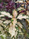 anthophyta. beautiful plant leaves in pots.