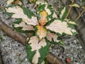 anthophyta. beautiful plant leaves in pots.