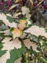 anthophyta. beautiful plant leaves in pots