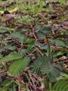 anthophyta. beautiful plant leaves in pots