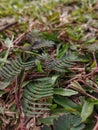 anthophyta. beautiful plant leaves in pots