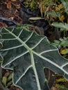 anthophyta. beautiful plant leaves in pots