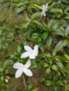 anthophyta. beautiful plant leaves in pots. Blur photo